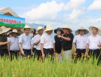 浙杭优K511、浙杭优575双获推荐，“浙杭优”系列品种闪耀2025浙江·长江下游水稻大会