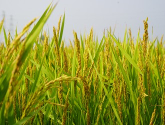 稳生产 保供应 | 杭州种业集团机械化制种取得良好成效